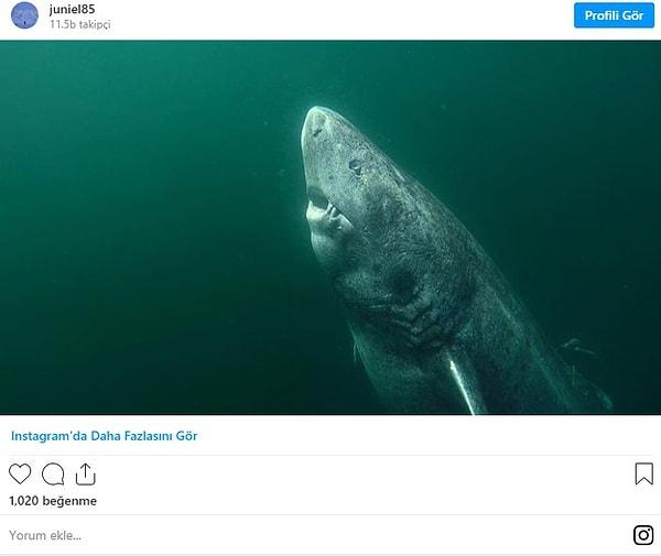 4. 1627'den beri okyanusta gezinen 392 yaşındaki Grönland köpek balığı: