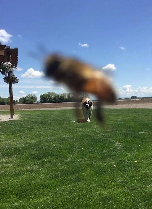 6. "Пчела, которая решила сделать фотожабу моей собаке"