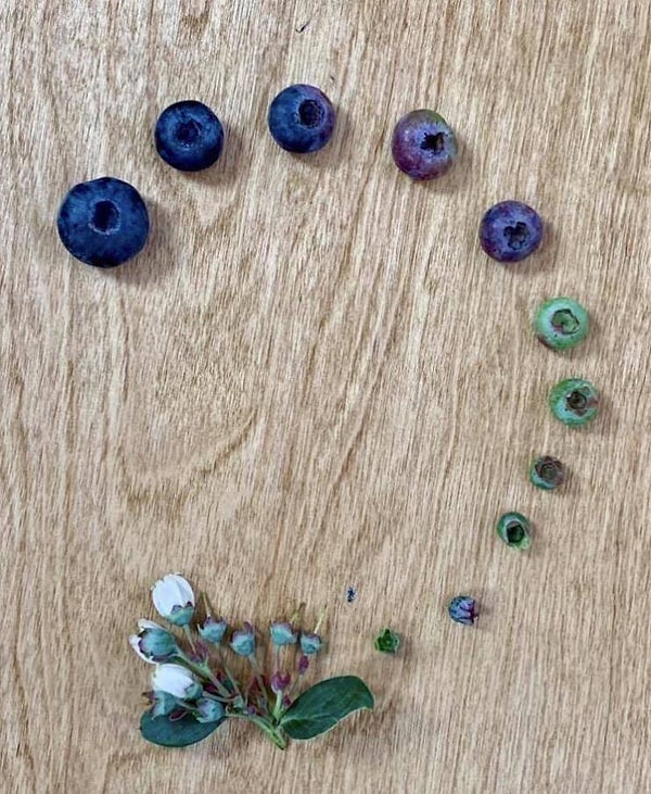 11. Цикл роста черники