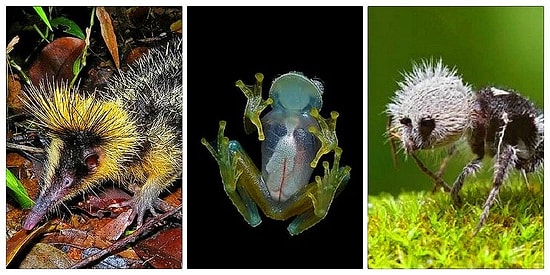 Gözlerinize İnanamayacaksınız! Varlıklarından Haberdar Bile Olmadığınız İlginç Ötesi 20 Canlı