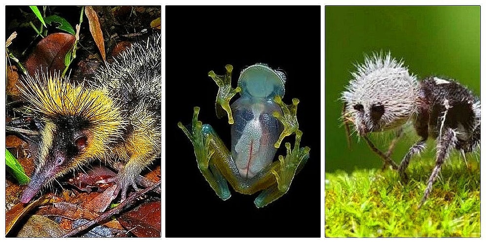 Gözlerinize İnanamayacaksınız! Varlıklarından Haberdar Bile Olmadığınız İlginç Ötesi 20 Canlı