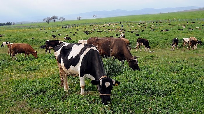 Kırklareli'nde Meralarda Hayvan Başına Otlatma Ücreti: 'Üretici Zaten Para Kazanamıyordu, Şimdi Tüy Dikecekler'