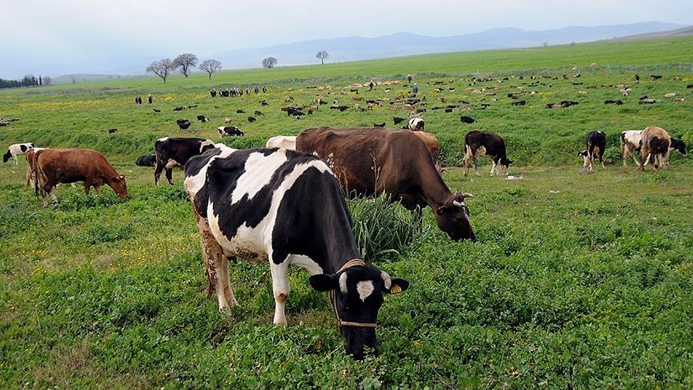Kırklareli'nde Meralarda Hayvan Başına Otlatma Ücreti: 'Üretici Zaten Para Kazanamıyordu, Şimdi Tüy Dikecekler'
