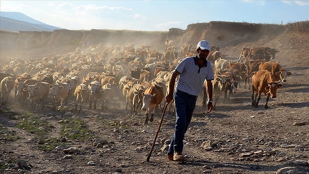 "Hayvan üreticisi yükün altından kalkamaz hale getiriliyor"