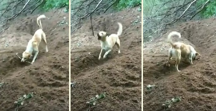 Kendi Başına Çelik Çomak Oynayarak Müthiş Eğlenen Köpek