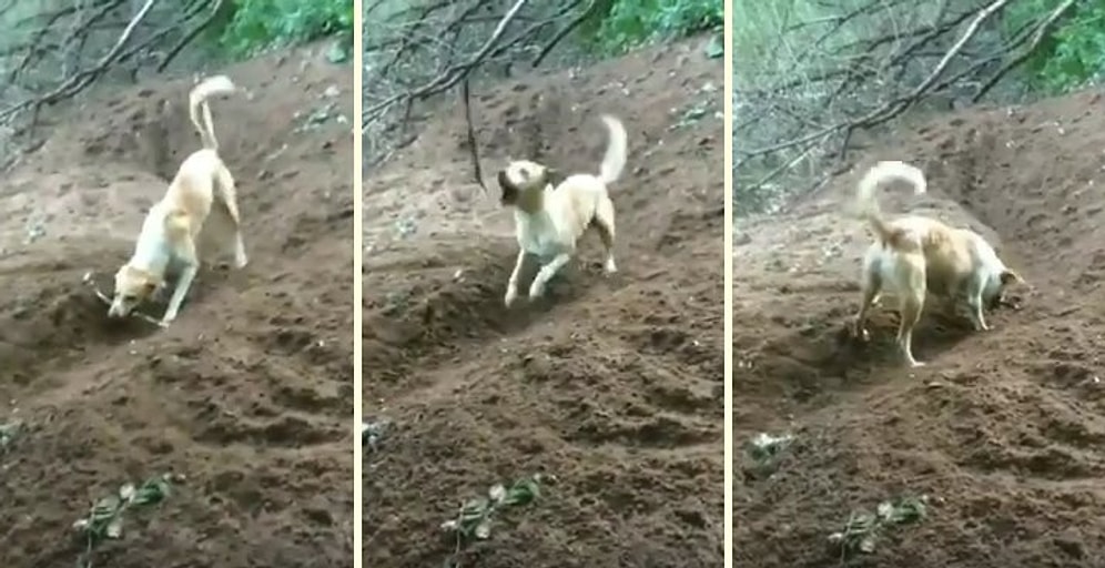 Kendi Başına Çelik Çomak Oynayarak Müthiş Eğlenen Köpek