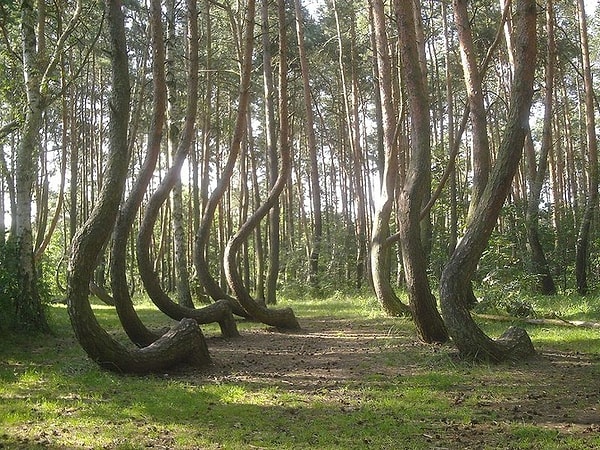 1. 'Crooked' Ormanı, Polonya