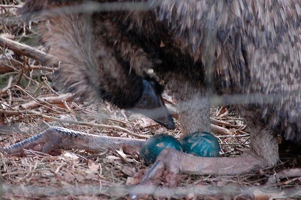 5. Erkek emu (koşucu devekuşu) etrafta dolaşarak, dişilerin bıraktığı yumurtaları toplar. Bunları titizlikle yuvaya taşır ve sonrasında çatlayana kadar üzerinde oturur. Yumurtalar çatladıktan sonra yavruların sorumluluğu sadece onlara aittir. Anne, konuya hiç dahil olmaz.