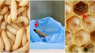 "Plastik Yiyen Solucanlar" Korkunç Bir İstila mı Planlıyor Yoksa Gezegeni Kurtarmak İçin Umut Işığımız mı?