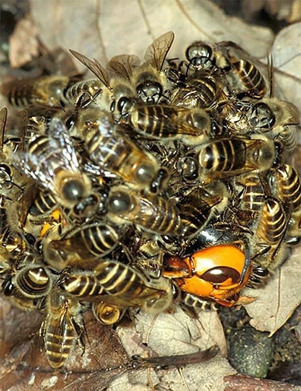 2. "Bir eşek arısını canlı canlı pişirmek için etrafını saran arılar:"