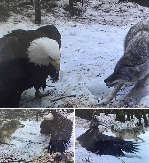 7. "Kel kartal ve gri kurtun boyutlarına bakın!"