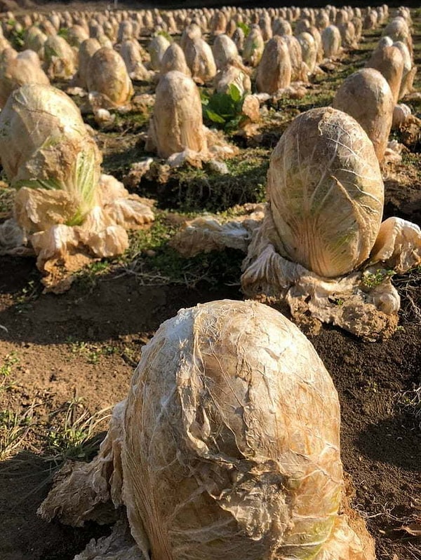 22. "Japonya'da bir lahana tarlası"