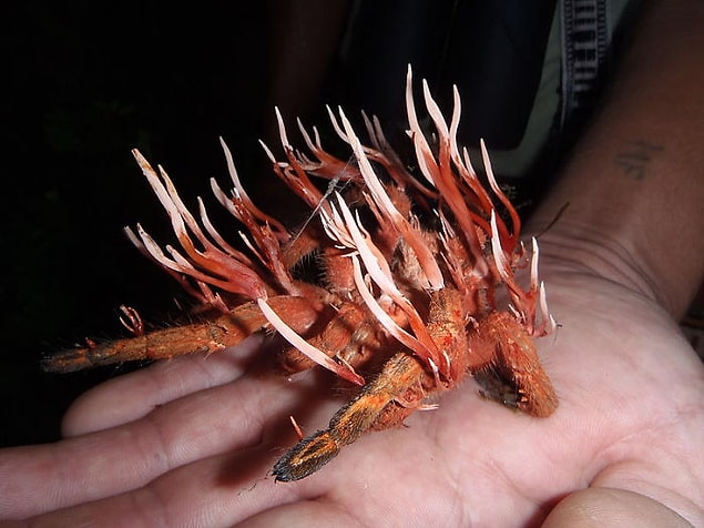 8. Kordiseps enfeksiyonu kapan tarantula: