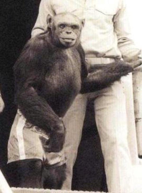 Bu amaçla 1929 yılında laboratuvarında üzerinde çalışmak üzere üç dişi şempanze getirtti.