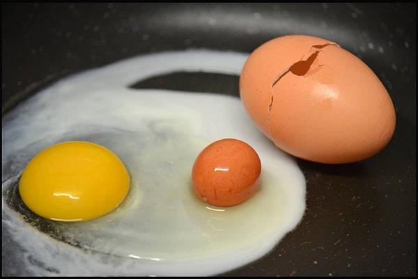 12. Nadir karşılaşılsa da tavuklar içinde başka bir yumurta olan yumurtalar yumurtlayabilir.