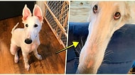 30 Santimetrelik Boyuyla Dünyanın En Uzun Burunlu Köpeği Unvanını Kazanan Tüylü Dostumuz ‘Eris’