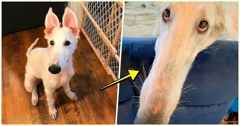 30 Santimetrelik Boyuyla Dünyanın En Uzun Burunlu Köpeği Unvanını Kazanan Tüylü Dostumuz ‘Eris’