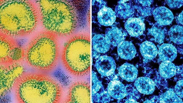 Dr. Singer, Science Advances'te yayımlanan son makalesinde hem koronavirüs hem de influenza riskine karşı koruma sağlayacak en iyi önlemlere ve grip sezonunun şiddetini belirleyecek faktörlere değiniyor. Peki nedir bu faktörler?