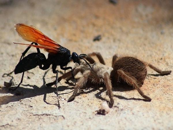 5. Bir tarantula şahin arısı larvalarını yiyecek olarak kullanabilmek için bir tarantulayı avlar, felç eder ve sonradan onu tuzağına düşürür.