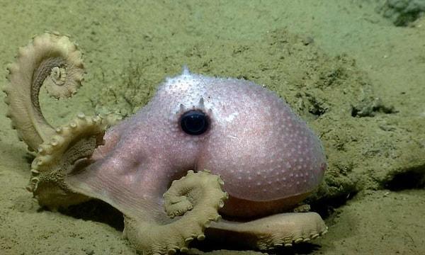 14. Bilim insanları bir seferinde derin deniz ahtapotunun, yumurtalarını 5 yıl boyunca yuvadan ayrılmadan koruduğunu gözlemlemiştir.