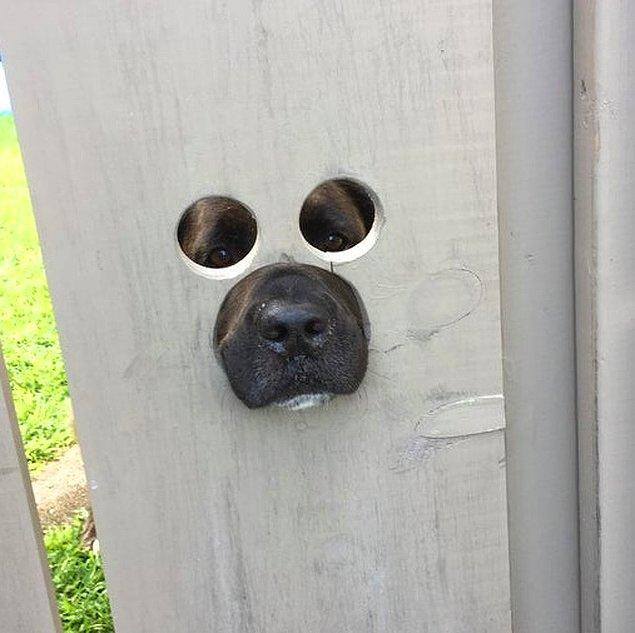 12. "Komşum, köpeği dışarıyı görebilsin diye çite böyle delikler açmış."
