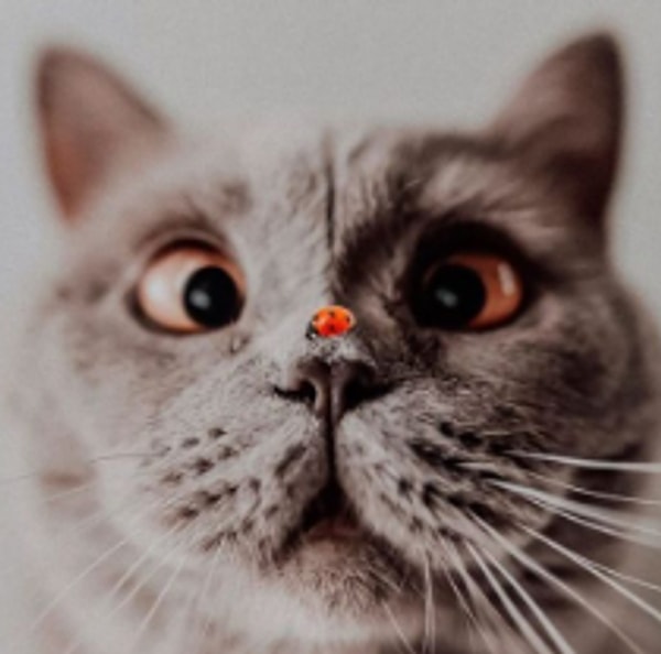 Esra Pekyarar Elkurt