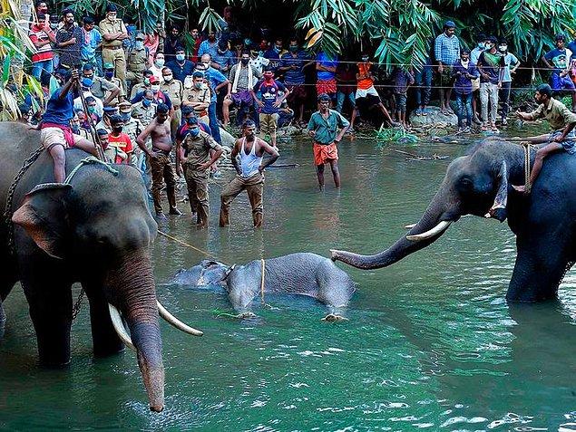 İhbar üzerine Hindistan Orman Bakanlığına bağlı ekipler bölgeye gidip 2 fil ile o fili kurtarmaya çalıştılar. Ancak başaramadılar. 😰