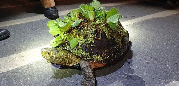 4. Çevreci kaplumbağa: