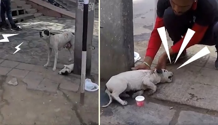 Yaralı Yavrusu İçin Yardım Çığlığı Atan Köpek ve Ona Yardım Elini Uzatan Güzel İnsanlar