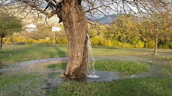 Karadağ'da Yer Alan ve Gövdesindeki Oyuktan Su Fışkıran 150 Yaşındaki Dut Ağacı