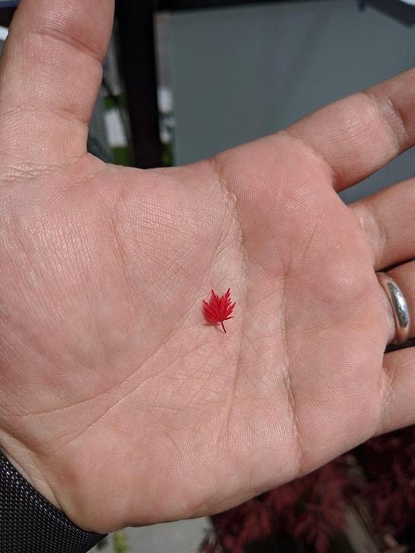 9. "Gördüğüm en küçük akçaağaç yaprağı."