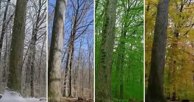 Bir Ormanın 15 Ayda Çekilen 40.000 Fotoğrafının Birleştirilmesiyle Ortaya Çıkan Muhteşem Değişim Görüntüleri