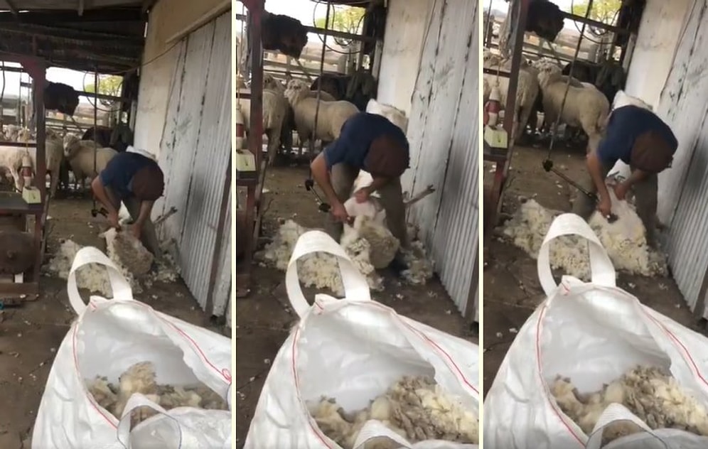 Ünlü Futbolcu Edinson Cavani Koyun Kırptı