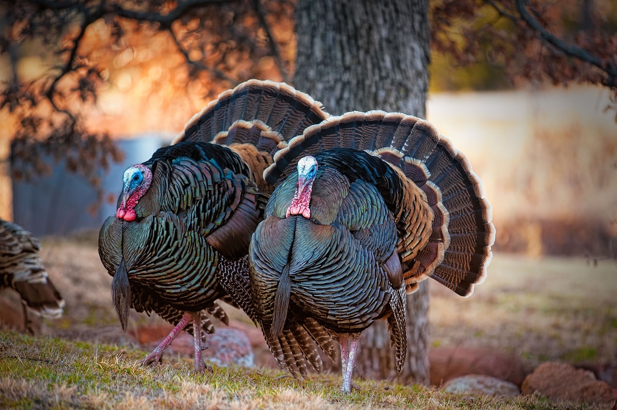 Hindi. Индейки красивые и умные птицы и вкусные. Wild Turkey Hunting. Индейка и индюшка в чем разница. Индюки обсмеяли журналистку Мем.