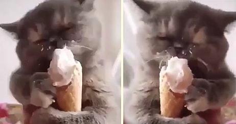 Dondurma Yerken Kendinden Geçen Kedinin Muhteşem Görüntüleri