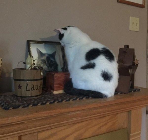 1. "Kedim ölen kedimizi özlediği için her gün yarım saat onun fotoğrafının önünde böylece oturuyor."