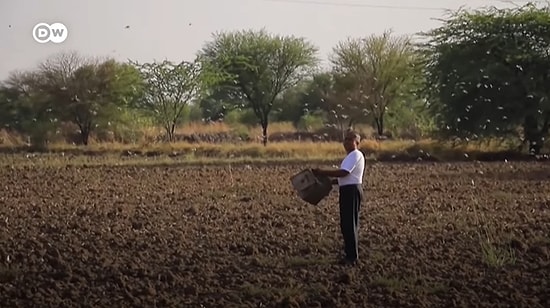 Haziran Ayı İçin Korkulan Oldu: Çekirgeler Asya’yı İşgale Başladı