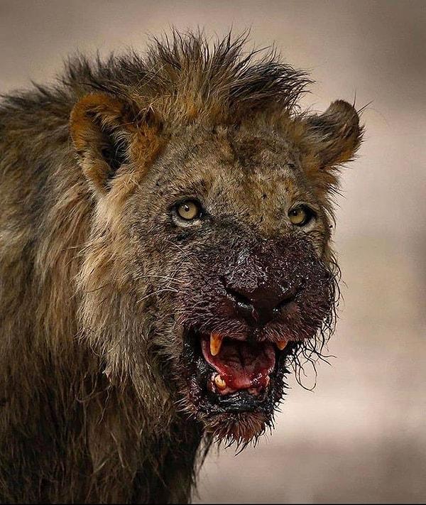 10. Antilopla girdiği savaştan galip çıkan bir aslan...