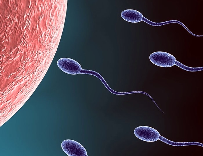 Согласно новым исследованиям ЭКО, сердце женщины и ее яйцеклетки могут предпочитать разных партнеров