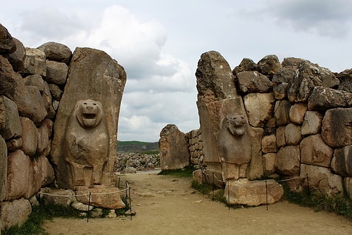 Çorum'da Aslan Görüldüğü İddia Edilince Sosyal Medyadan Komik Tepkiler Gecikmedi