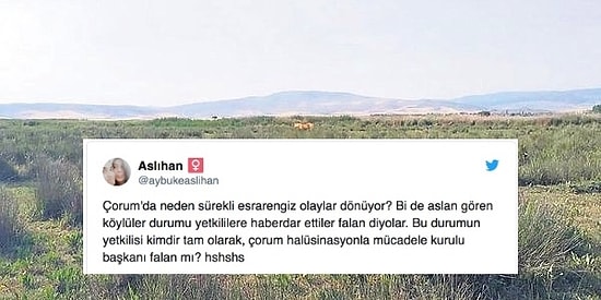 Çorum'da Aslan Görüldüğü İddia Edilince Sosyal Medyadan Komik Tepkiler Gecikmedi