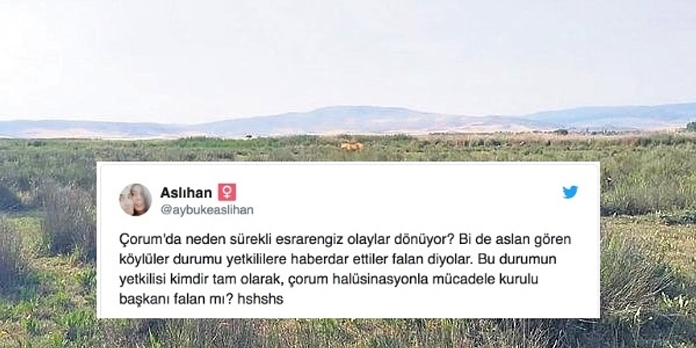 Çorum'da Aslan Görüldüğü İddia Edilince Sosyal Medyadan Komik Tepkiler Gecikmedi