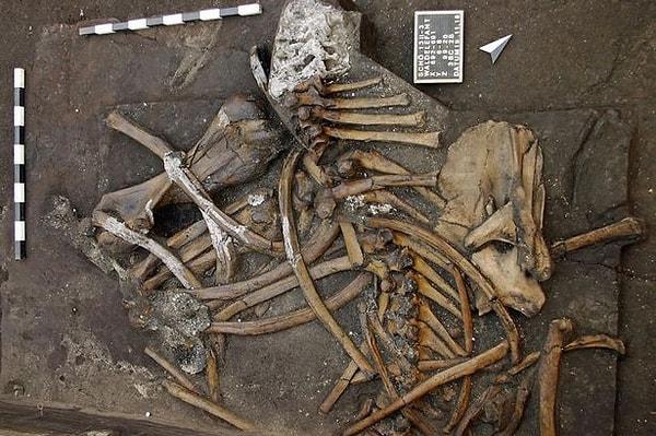 Bulunan fil iskeleti 300 bin yaşındaydı ve iskeletin tüm parçaları eksiksizdi.