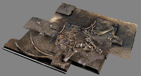 Yapılan araştırmalar sonucunda iskeletin yaşlı bir dişi file ait olduğu tespit edildi.