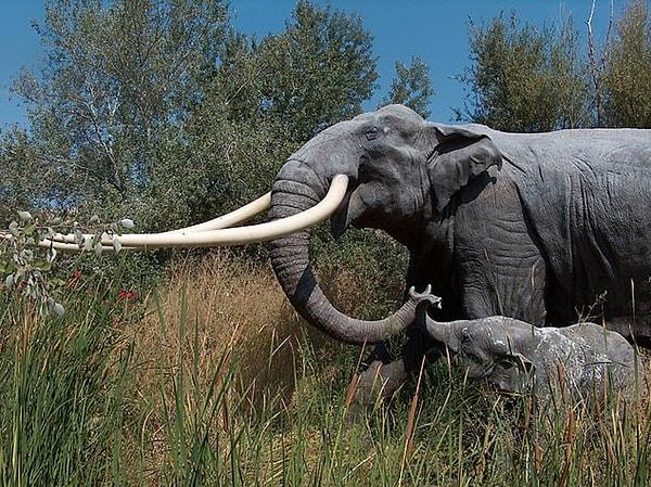 Dişi filin ölüm sebebinin yaşlılık olduğu tespit edildi.