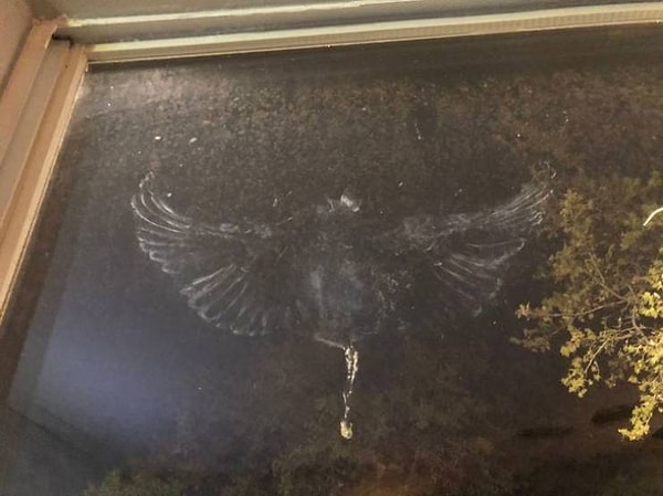 18. Место удара птицы со стеклом: