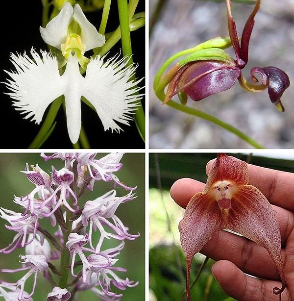 11. Biraz daha dursa hayvan olarak evrim geçirecek orkideler.