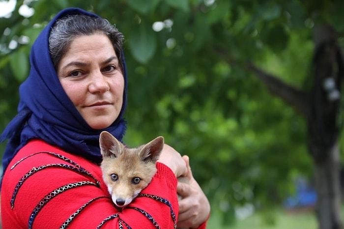 Ölmek Üzereyken Bulunan ve İyileştirildikten Sonra Doğaya Salınan Tilki Her Gün O Aileyi Ziyarete Geliyor