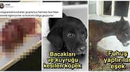 Burası Bir Cehennem! Hayvan Hakları Kanunu Bir An Evvel Çıkmazsa Kabusun Devam Edeceğini Kanıtlayan Korkunç Olaylar