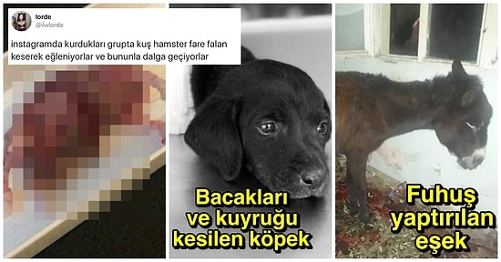Burası Bir Cehennem! Hayvan Hakları Kanunu Bir An Evvel Çıkmazsa Kabusun Devam Edeceğini Kanıtlayan Korkunç Olaylar